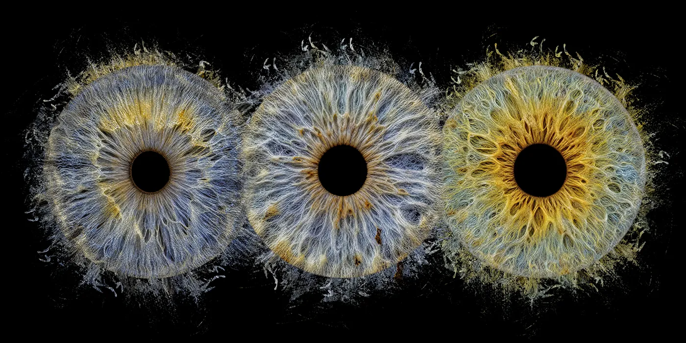 Iris Familienbild mit mehreren Iriden